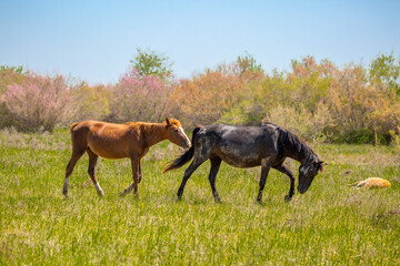 Obraz na płótnie Canvas A herd of horses graze in the meadow in summer, eat grass, walk and frolic. Pregnant horses and foals, livestock breeding concept.