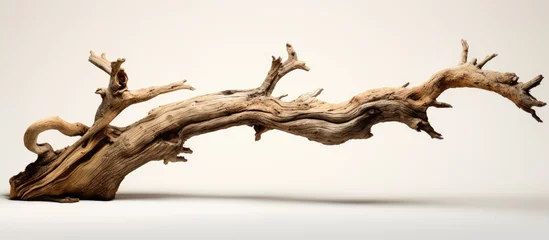 Foto op Aluminium Ancient contorted trunk of a tree © 2rogan