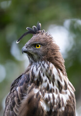 crested hawk eagle 