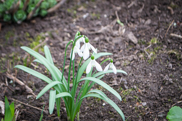 Nature photography white snowdrop flowers. Flowers with white buds on a landscape meadow