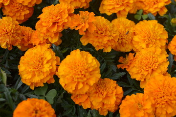 View from above of orange garden flowers 