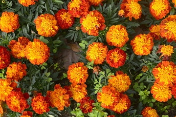 Red, orange and yellow garden flowers