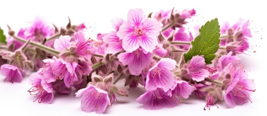 Obraz premium A commonly known wild flower called horehound typically has variable colors like pink or white