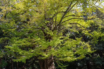 東京赤坂にある氷川神社の境内