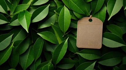 Clothing tag and green leaf as eco-friendly flatlay background, sustainable fashion and brand label concept.