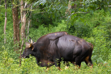 Bull gaur massive 
