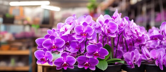 A Thailand based flower shop with blooming purple orchids