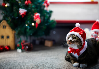 Cute cat in a house decorated for Christmas