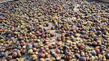 Coffee beans drying in the sun. coffee cherries lying to dry in the sun in a drying station on raised bamboo beds	