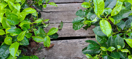 wooden background with tea leaves border	