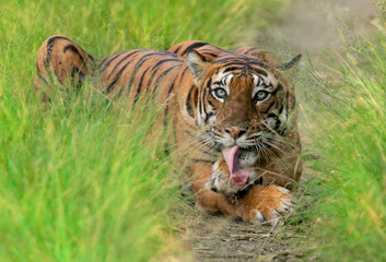 tiger in the grass, white eyes