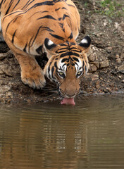 Tiger close up drinking water