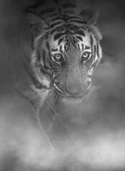 portrait of a tiger, a fineart monochrome perspective