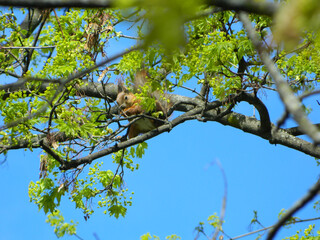 Red squirrel with beautiful dark tail sits on branch of hazelnut.