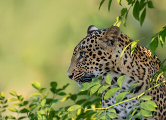 leopard on tree, a close up image