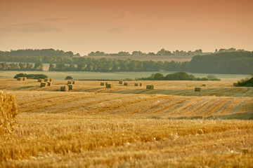 Obraz premium Bales of brown straw and hay on a field in the countryside with copy space at sunrise. Scenic landscape of farm in rural village for harvesting crops and wheat. Golden haystacks in an empty meadow