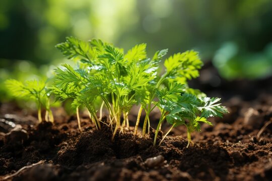 Picture of young kale plants in rich soil 