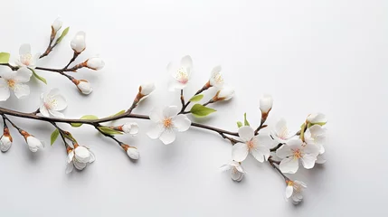Fotobehang Stem with almond tree flowers on the right side and randomly dispersed white petals covering the lower left corner on a gray background with empty space for editing © HN Works