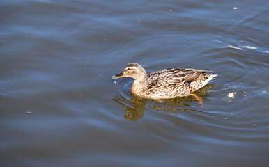 Wild duck swims in the water, nature.