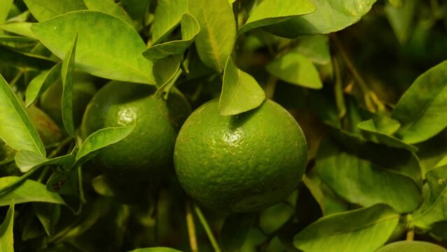 hanging green oranges. Orange tree with fruit.oranges hanging tree.Ripe and fresh oranges hanging on branch. Juicy fruit with green leaves. Oranges tree.