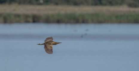 Eurasian Bittern in flight over the Ebro marshes

