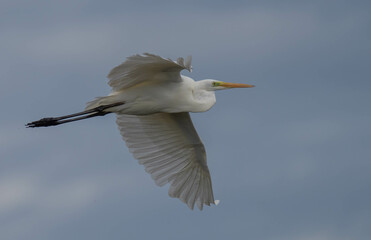 Fototapeta na wymiar great egret in the ebro river marshes 