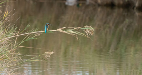 the kingfisher on the branch ready to fish	