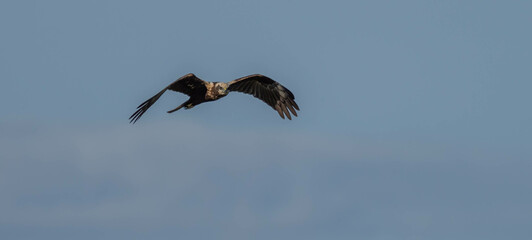 El vuelo del aguilucho lagunero	