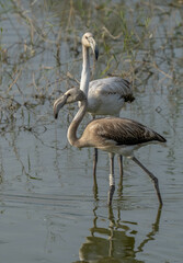 greater flamingos in the marshes of the ebro delta	