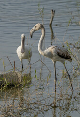 Spoonbill and greater flamingo sharing habitat in the Ebro marshes
