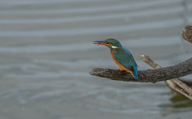 the kingfisher with her newly captured prey