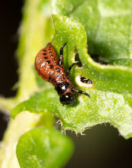 Red larvae of the Colorado potato beetle on green potato leaves. Macro