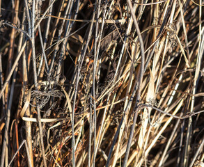 Dry grass in nature as an abstract background. Texture