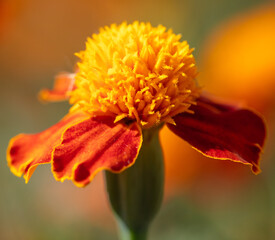 Marigold flower in nature. Close-up