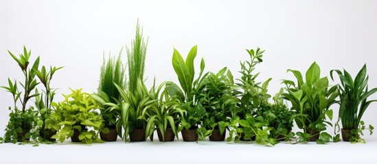 Green plants used for decoration purposes