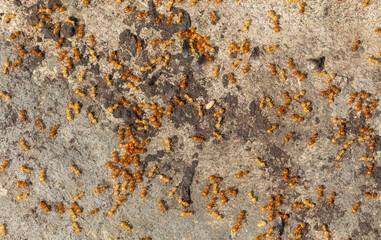 Yellow ants on the ground. Close-up