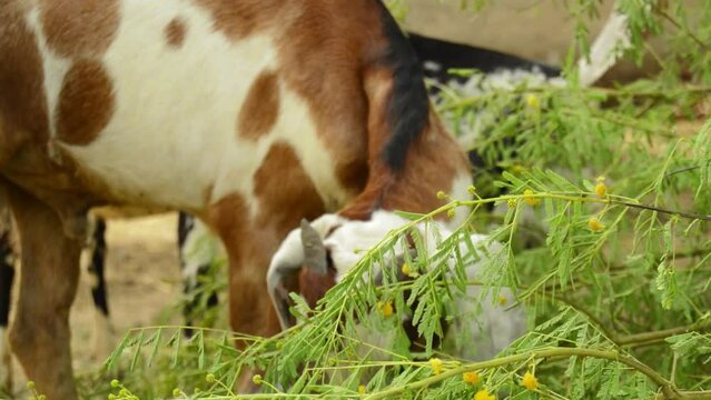 goat face. Pakistani goat. eating grass goat. Anglo Nubian goat grazing in grass farm. Anglo Nubian goats. Milk giving animals.