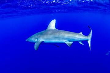 Galapagos shark, Oahu Hawaiian Islands