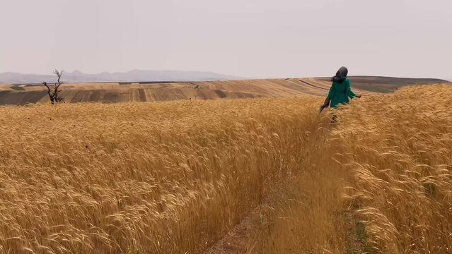 Young woman peacefully walks through a Qazvin Iran wheat farm, surrounded by golden fields, a serene moment in rural beauty of sunny day in summer season day time wind wave n harvest agriculture farm