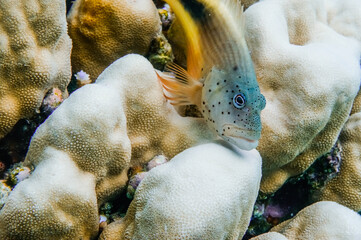 backside hawkfish lying on white corals during diving on vacation
