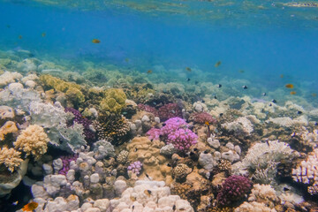 amazing colorful coral reef with clear warm sea water