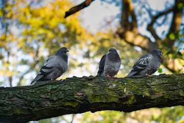 pigeons on a branch
