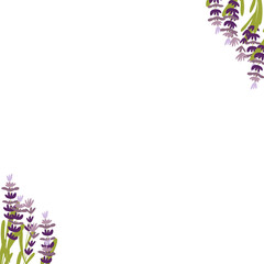 Fototapeta na wymiar illustration lavender on isolated background.