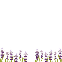 illustration lavender on isolated background.