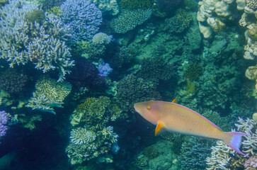 Naklejka na ściany i meble bicolor parrotfish in the coral reef