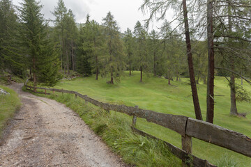 Fototapeta na wymiar walking in a cloudy day long a path among the woods in the Dolomites