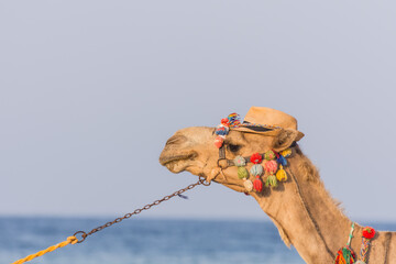 decorated camel with hat walking at the beach