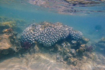 coral with lot of little corals in clear water during snorkeling in egypt