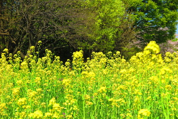 Fototapeta premium 見頃の菜の花と木々の風景1