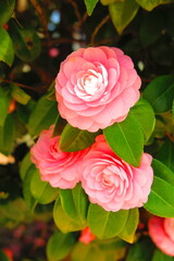 ピンク色に咲いた椿の花の風景2